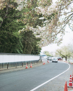 Vehicles on road against trees in city