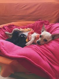 High angle view of dog sleeping on bed