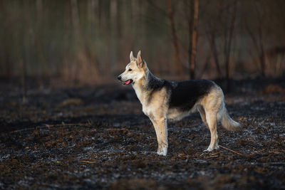 Dog looking away on field