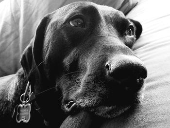 Close-up portrait of dog at home