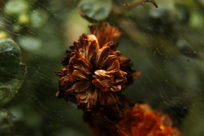 Close-up of spider on leaf