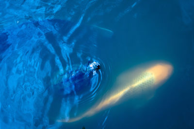 Jellyfish swimming in sea