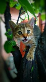 Portrait of cat sitting on tree