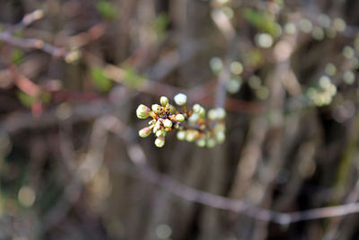 Close-up of white cherry blossom on tree