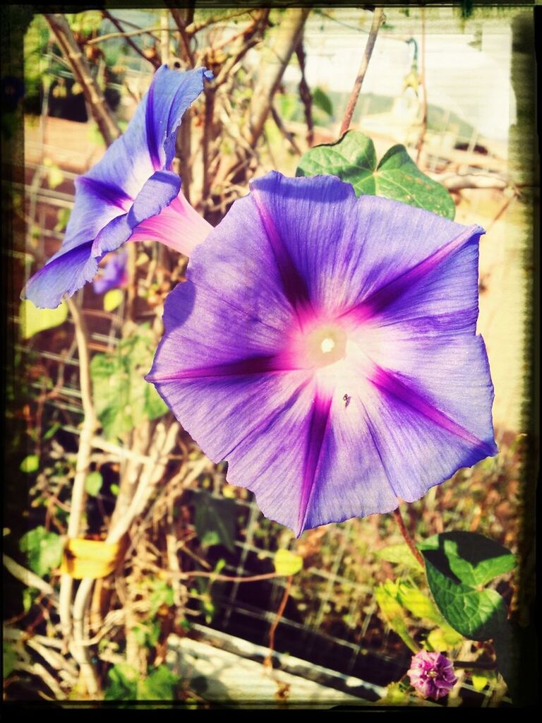 flower, purple, petal, freshness, transfer print, flower head, fragility, growth, auto post production filter, close-up, focus on foreground, blooming, beauty in nature, nature, plant, in bloom, blue, single flower, stamen, pollen