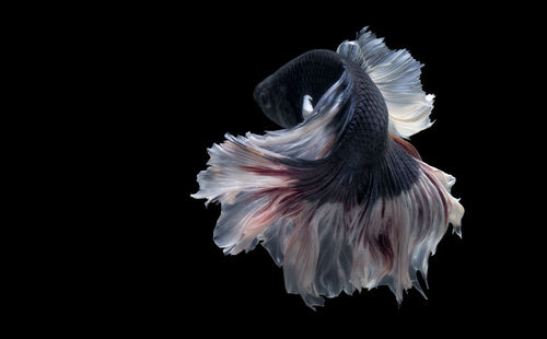 Close-up of a bird flying over black background