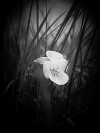 Close-up of white flower on field