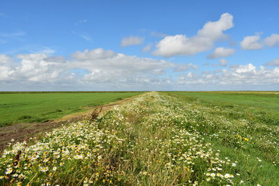 Scenic view of field against sky