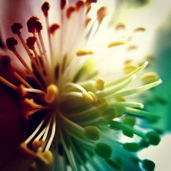 Close-up of flowers blooming outdoors