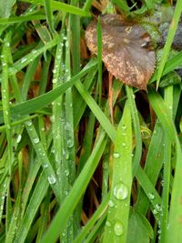 Close-up of wet plant leaves during rainy season