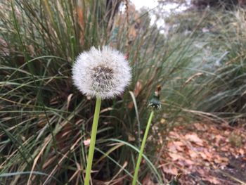 Close-up of dandelion