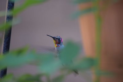 Hummingbird perching on plant