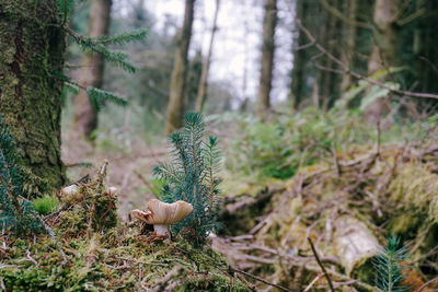 Close-up of mushrooms growing on tree trunk in forest