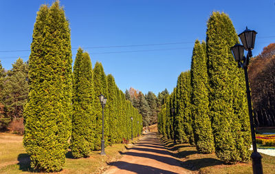 Thuja alley in the famous resort park kislovodsk,northern caucasus,russia.