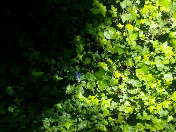 Plants growing in sunlight