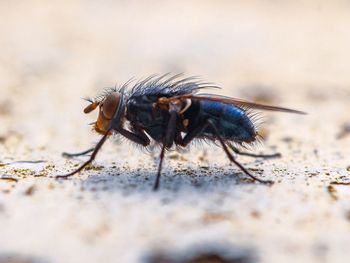 Close-up of fly on land