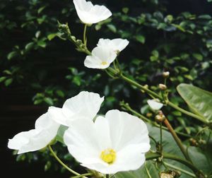 Close-up of white flowers blooming outdoors