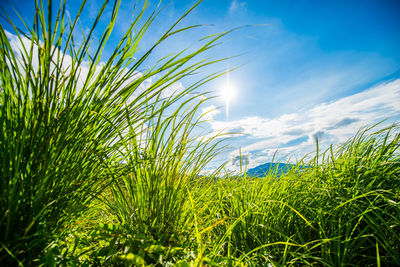 Plants growing on field against bright sky