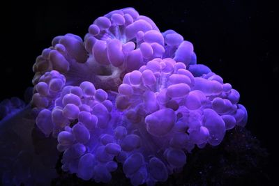 Close-up of coral in sea