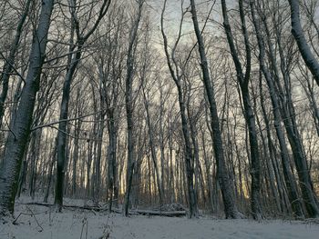 Trees in forest against sky