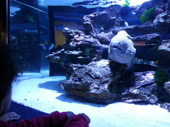 View of fish in aquarium