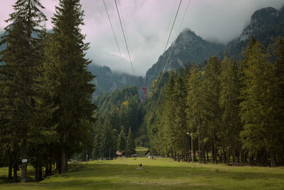 Panoramic shot of trees on landscape against sky