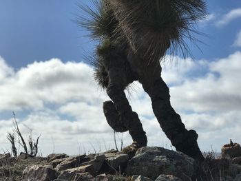 Low angle view of bird on rock against sky