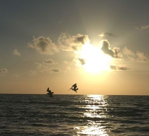 Pelicans flying over sea at sunset