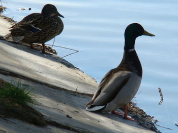 Bird perching on a lake