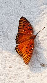 High angle view of butterfly