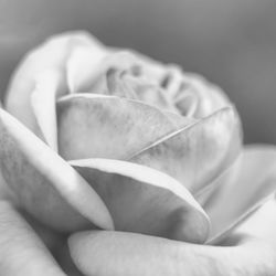 Close-up of rose flower