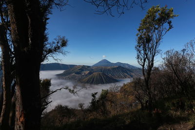 View of trees with mountain in background