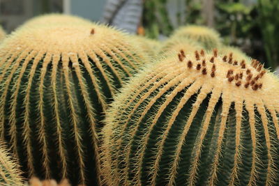 Close-up of cactus on field