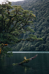 Scenic view of lake in forest