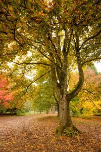 Close-up of autumn tree