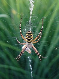 Close-up of spider on web