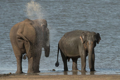 Elephant in river