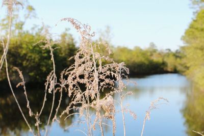 Close-up of plant against lake