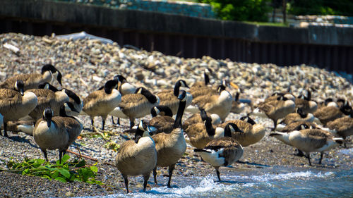 Canada geese in niagara on the lake