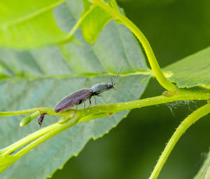 Close-up of insect on leaf