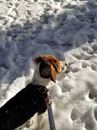 High angle view of dog during winter