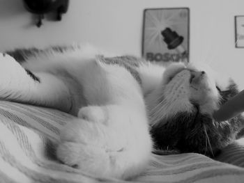 Close-up of cat sleeping on bed