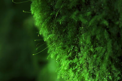 Close-up of fresh green leaf