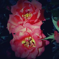 Close-up of pink rose