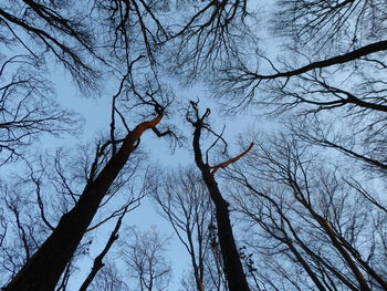 Low angle view of silhouette bare trees against sky