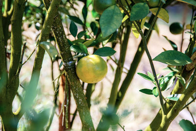 Close-up of fruits growing on tree