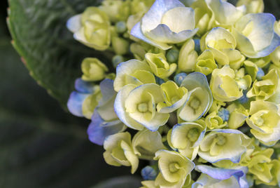 Close-up of purple flowers