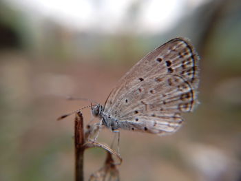 Close-up of butterfly