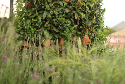 Close-up of red poppy flowers on field