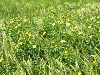 Full frame shot of fresh green field